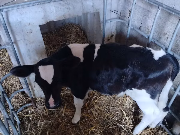 Bull, Holstein breed — Poland