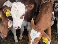 Bull, Swiss cattle — photo 1