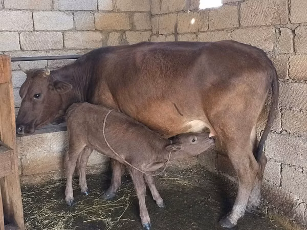 Cow, Cattle — Azerbaijan