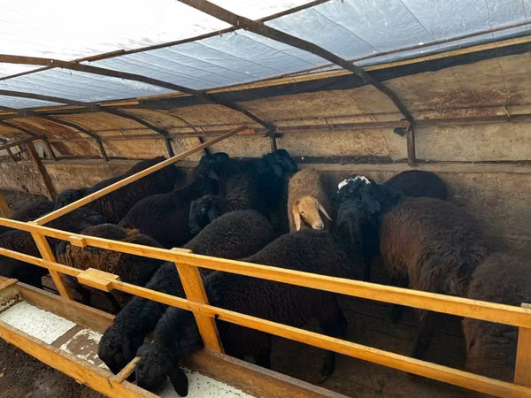 Sheep (batch, sex not specified), Sheep — Uzbekistan