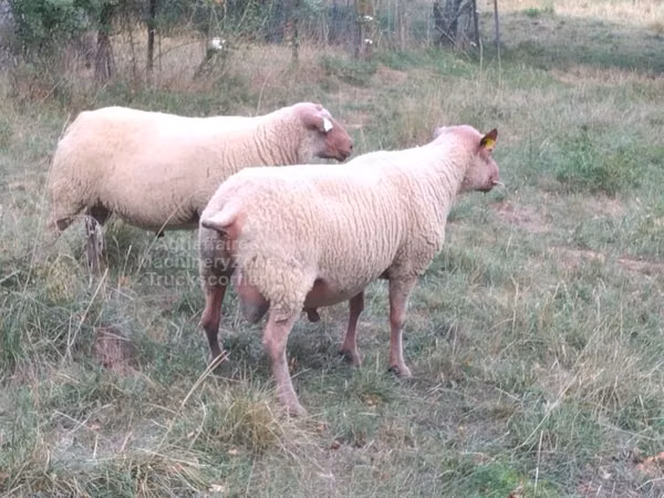 Ram, Rouge de l’Ouest sheep
