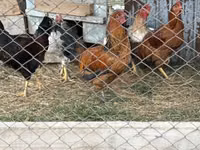 Chickens — photo 3