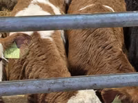 公牛, Simmental cattle — 照片 4