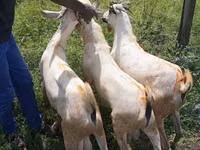 公山羊, Goats — 照片 1