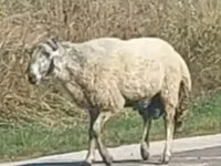 Ram, Sheep — photo 2
