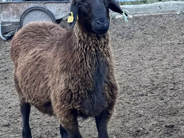 Sheep, Sheep
