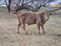 Bou, Bovine — foto 4