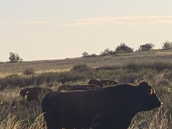 Bull, Cattle — Kazakhstan