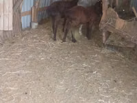 Goat, Goats — photo 1