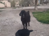 Cabra, Cabras — foto 1