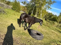مادیان, Horse breed — عکس 3