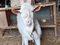 Billy Goat, Saanen goat — photo 2