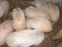 สุกร (เป็นล็อต, ไม่ระบุเพศ), หมู — รูปภาพ 2