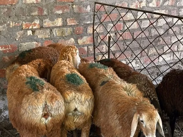 میش, Edilbay sheep — قرقیزستان