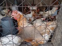 Chickens — sawirka 5