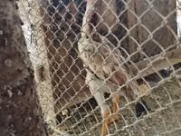 Chickens — photo 2