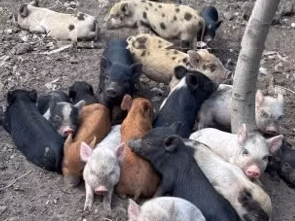 Babi betina, Pigs