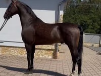 Hing, Dutch warmblood horse — 2. fotó