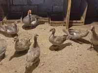 Ducks — sawirka 7