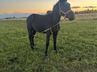 اسب نر, Friesian sport horse — عکس 1