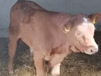 Stier, Limousin koe — foto 1
