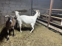بز ماده, Kamori goats — عکس 6