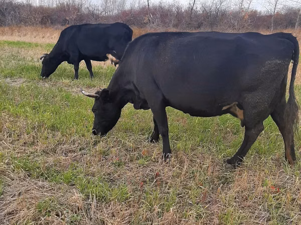 Vaca, Ganado vacuno — Kazajistán