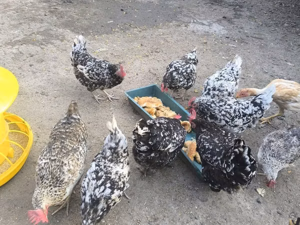 Chickens