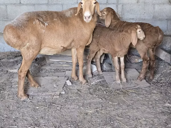 Koyun, Tian-Shan semifinewool sheep