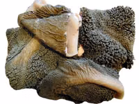 Купим говяжьи субпродукты! — foto 3