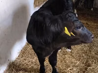 Cattle (batch, sex not specified), Cattle — photo 2