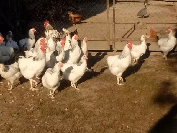 Chickens — Hungary