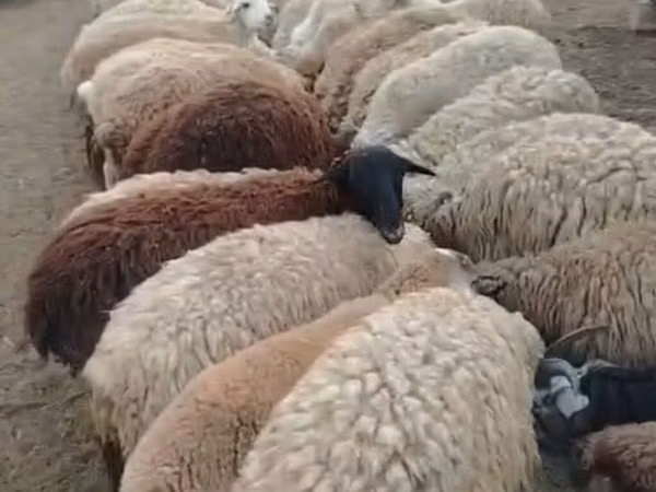 Sheep (batch, sex not specified), Sheep — Azerbaijan