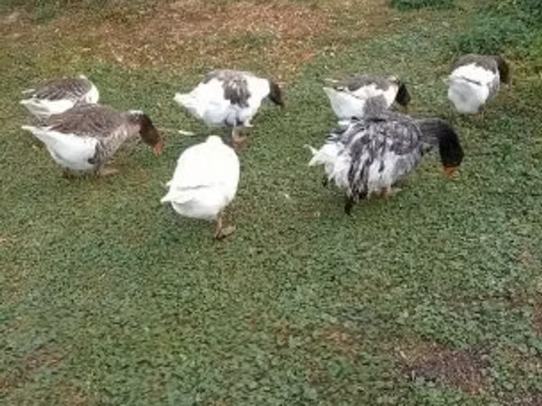Geese — 헝가리