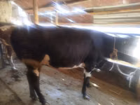 Cow, Cattle — photo 1