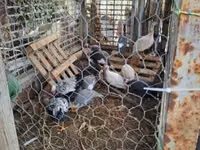 Guinea fowl — foto 1