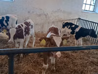 公牛, Cattle — 照片 7