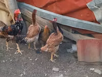 Chickens — foto 6