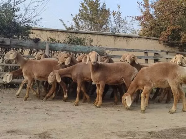 Ovca, Arashan sheep