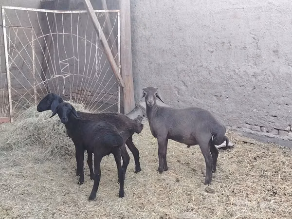 Ram, Sheep — Uzbekistan