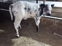 Bull, Belgian Blue — photo 2