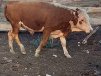Vache, Latvian Blue cattle — photo 7