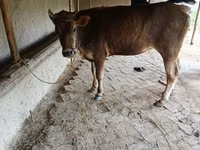 Cow, Jersey breed — photo 2