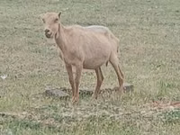 Buk, Alpine goat — foto 2