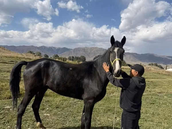 Horse (M), Horse breed — Kyrgyzstan