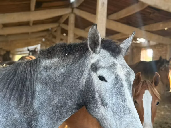Mare, Arabian horse — Kyrgyzstan