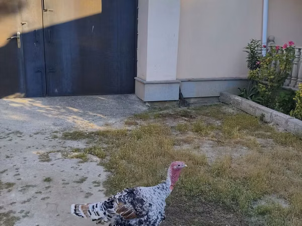 Turkeys — جمهوری آذربایجان