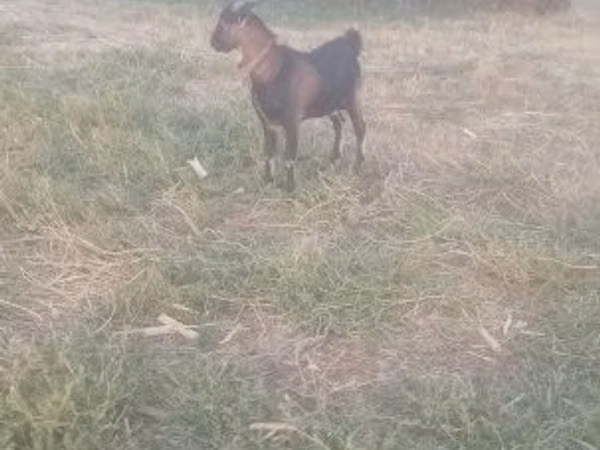 Billy Goat, Goats