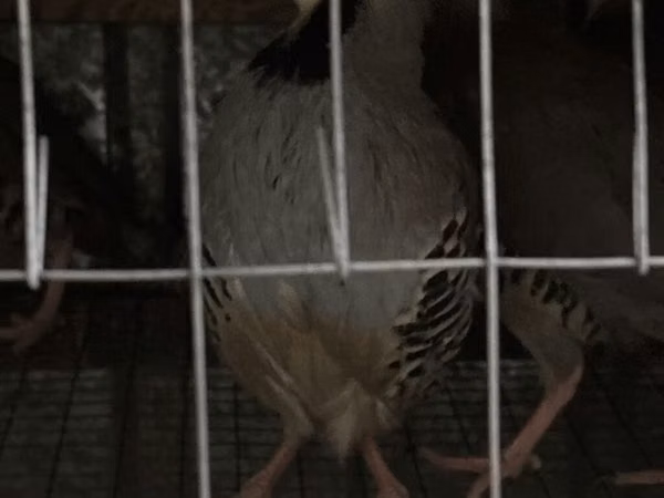 Guinea fowl — কিরগিজিস্তান
