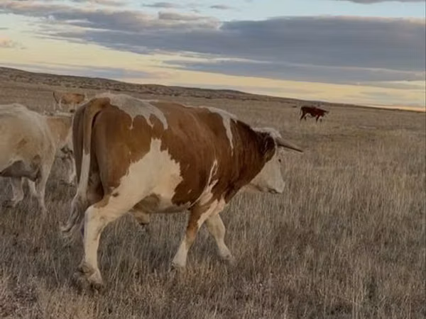 Krowa, Simmental cattle — Kazachstan